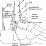 Lateral View of the Ankle