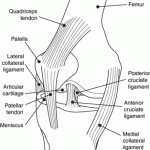 Lateral View of the Knee