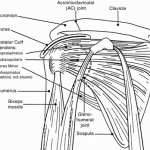 View of the shoulder
