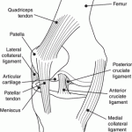 Knee Lateral View