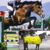 Equine infrared therapy blankets and infrared systems