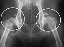 X-ray of dog with arthritis