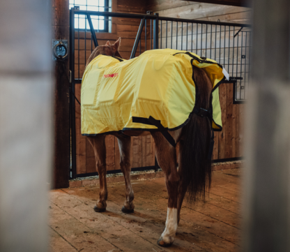 Thermotex Horse Blanket Rear View